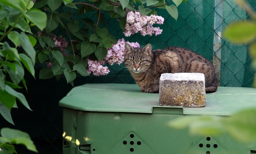 Gato sobre una compostadora doméstica